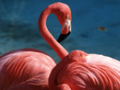 ������� � ����������: ���������� ������