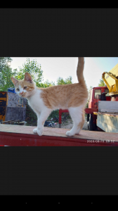 ���������� ������ - ����������� 1