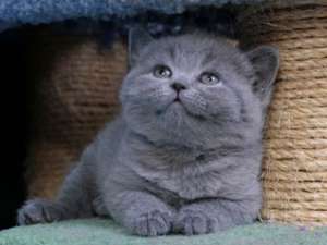 ���������� ������ �� ����������� ��������� ����� - ����������� 1