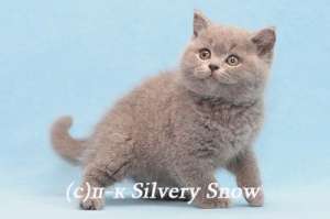 ���������� ������ �� ����������� ��������� ����� - ����������� 1