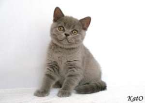 ���������� ������ �������� Fantasy Fiesta*UA - ����������� 1