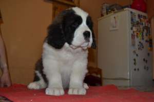 ���������� ������ ���������� ��� - ����������� 1