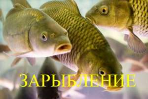 ���������� ������� - ����������� 1