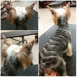 ���������� ������� - ����������� 1