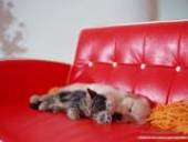 ���������� ������� �� ����� 353-15-29,��������� �������� ���� ��������,���������� ������� � ����� - ����������� 3