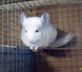 ���������� ������� - ������ �� ���� - ����������� 1