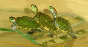 ���������� ������� - ��������� ���������. �������� - ����������� 1