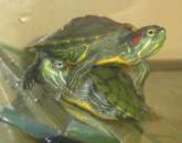 ���������� ������� - ��������� ���������. �������� - ����������� 2