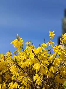 ���������� ������� , ���������� ������ - ����������� 1