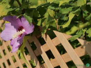 "���������� ������� ������������: ���, �����, ����� (1,2 � 0,62 �)","� � ������� �� ������ ! - ����������� 1