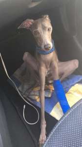 ���������� �������� - ����������� 1