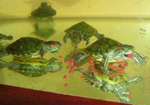 ���������� �������� � ����������� ����� ������ � ���������. - ����������� 1