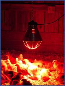 ���������� ��������� ��� �� �������� ��������� � ���� - ����������� 1