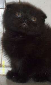 ����������, ��������� ������� - ������ ������ - ����������� 1