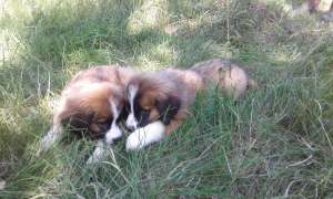 ���������� ���������� - ���������� ����� � ������� �����������. - ����������� 1