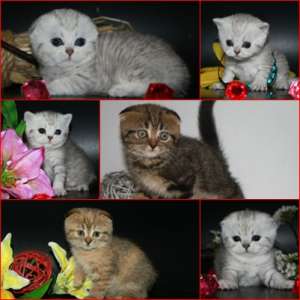 ���������� , ����������� ������ - ����������� 1