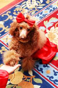 ���������� , ����������� �������� ��� �������� � �����. ��������� ���������� , ��� ����� . ��� ������� ������� - ����������� 1