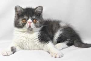 ���������� ������������ ��������������� ������� - ����������� 1