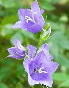 �����������. - ����������� 1