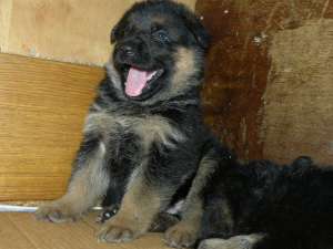 ����������� - ����������� 1