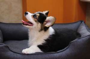 ����-������� - ����������� 1