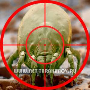 ����������� � ��������, �������. ����������� ����������, ������� ������. - ����������� 1