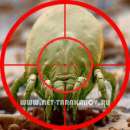 ������� � ����������: ����������� � ��������, �������. ����������� ����������, ������� ������.