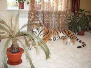 ����������� ��� ������ � ��������� - ����������� 1