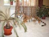 ����������� ��� ������ � ��������� - ����������� 1