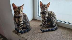 ����������� ��� ������ �������. - ����������� 1