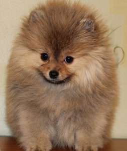 ����������� ���� - ����������� 1