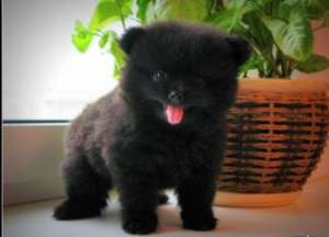 ����������� ���� - ����������� 1