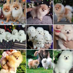 ����������� ���� - ����������� 1