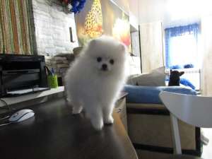 ����������� ���� - ����������� 1