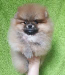 ����������� ����, ����� - ����������� 1