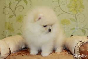 ����������� ���� ������ �� ��������� �� 40000 ��� - ����������� 1