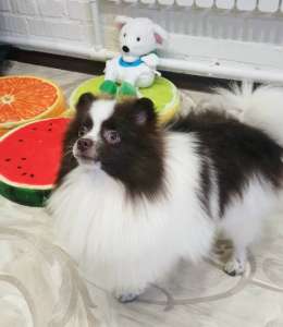 ����������� ���� ���������� ���� - ����������� 1