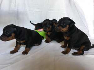 ����������� ����� - ����������� 1