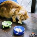 ������� � ����������: ����������� ����� � ���������� ������� ����� ��������!