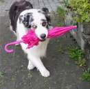 ����������� ����� ��� ������� - ���������� � �������� ���������?. ������ ��� ������� - ������