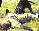 ������� � ����������: ����������� ����� ����