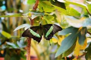 ����������� ����� ������� ����� - ����������� 1