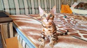 ����������� �����. ������� ����� ����������� �����. - ����������� 1