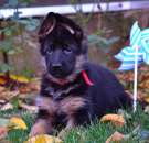 ������� � ����������: ����������� ����� �������� �������