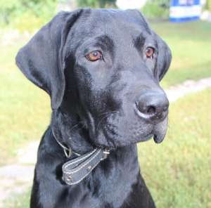 ����������� ����� ��������� - ����������� 1