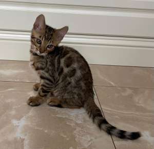 ����������� ������ - ����������� 1