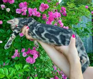 ����������� ������ - ����������� 1