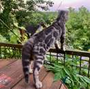 ����������� ������ - ����������� 2