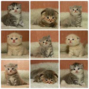 ����������� ������ � ����������� - ����������� 1