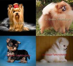 ����������� ������ � ����������� ����. - ����������� 1